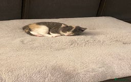 American Shorthair cats for sale: 4 amazingly beautiful kittens - Advert 11