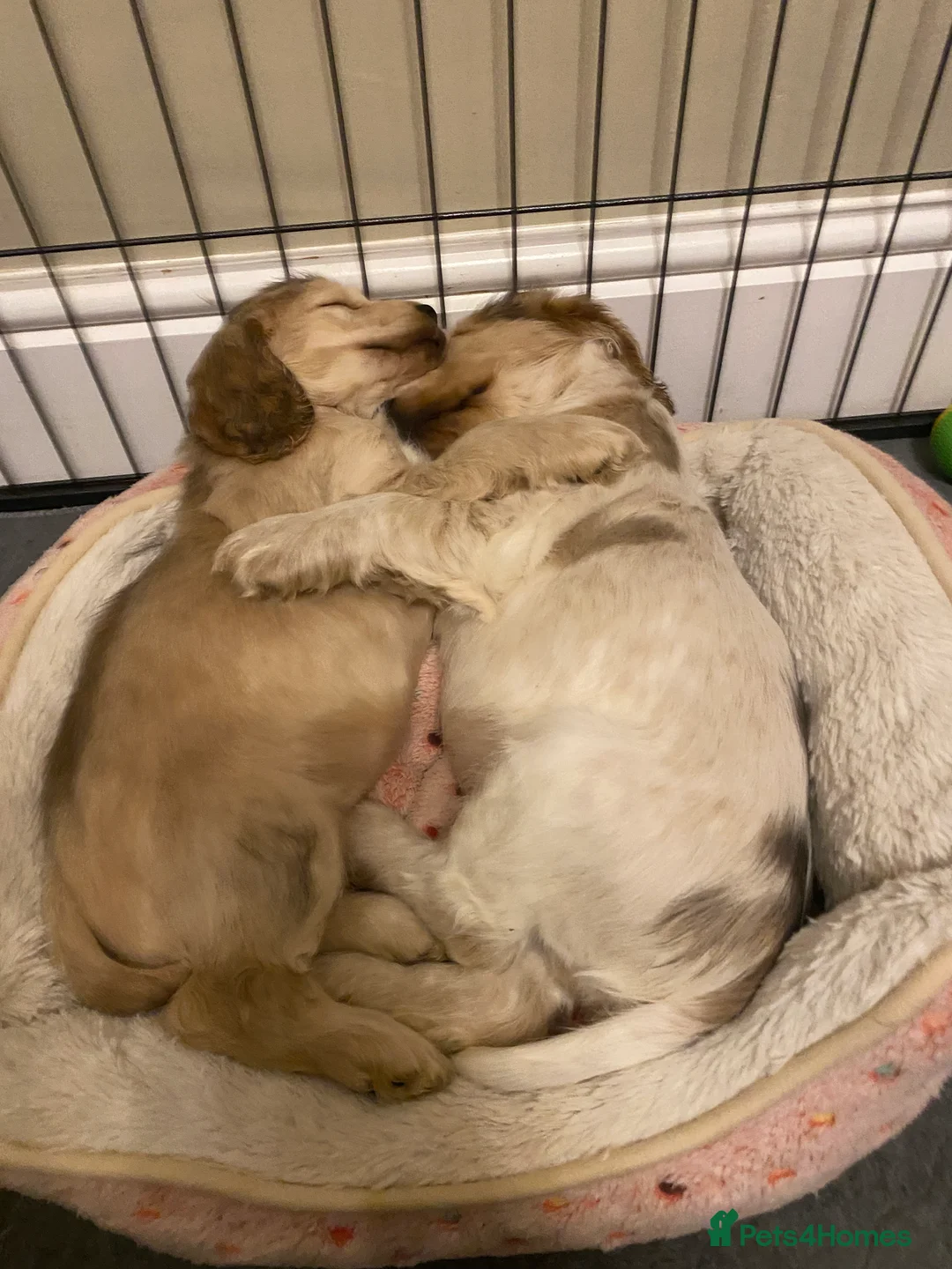 Cocker Spaniel dogs for sale: Stunning Litter of Show Cocker Spaniels  - Advert 16