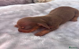 Miniature Dachshund dogs for sale: Miniature dachshund smooth hair pups  - Image 17