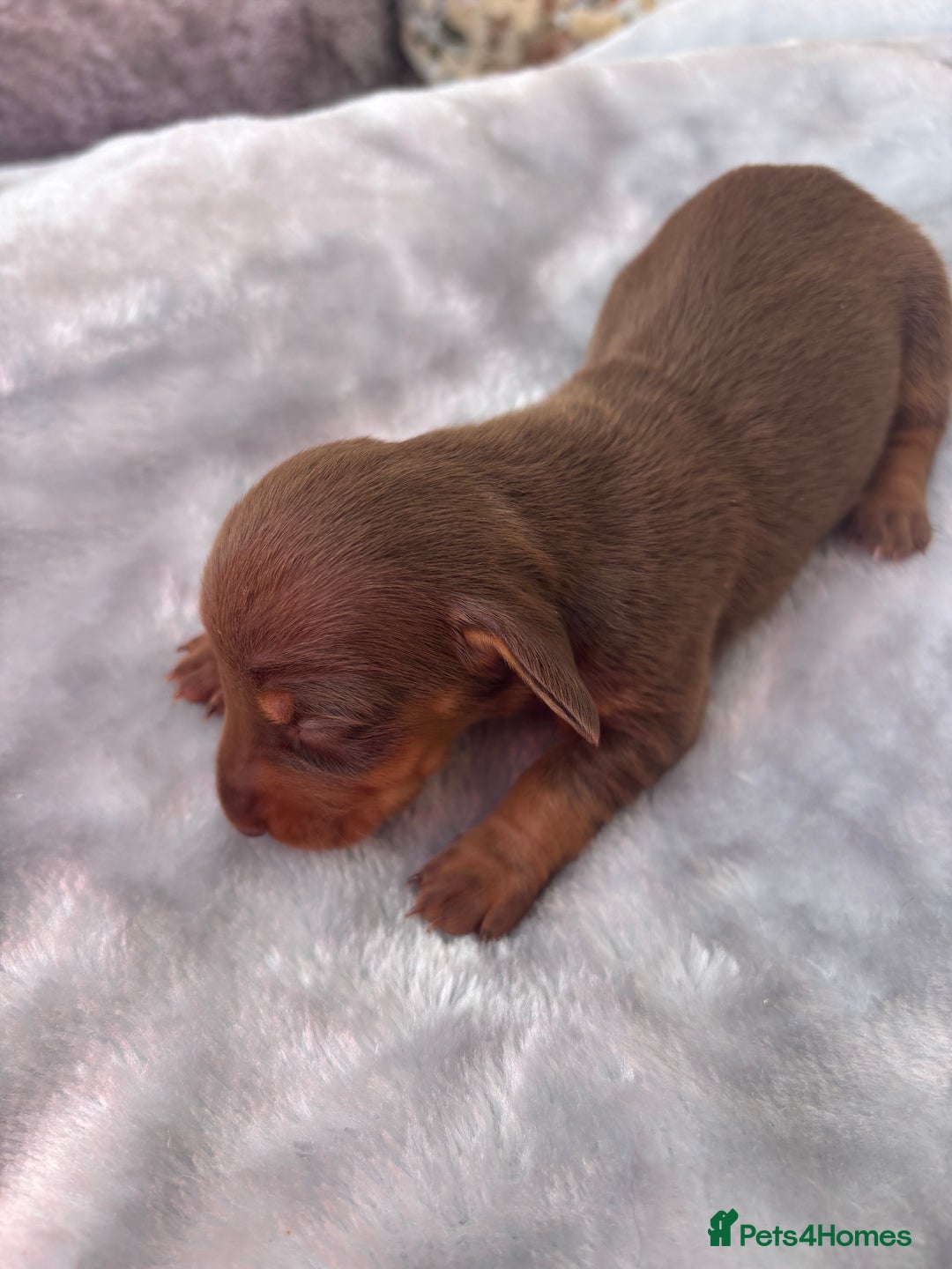 Miniature Dachshund dogs for sale: Miniature dachshund smooth hair pups  - Image 17