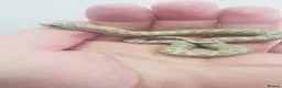 Snake reptiles for sale: Baby Western hognoses CB 25 & 26 ready to go  - Advert 11