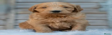 Goldendoodle 2