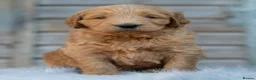 Goldendoodle dogs for sale: QUALITY F1 GOLDENDOODLE PUPPIES🌟 - Advert 5
