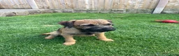 Border Terrier dogs for sale: 1 border terrier girl in Wrexham - Advert 5