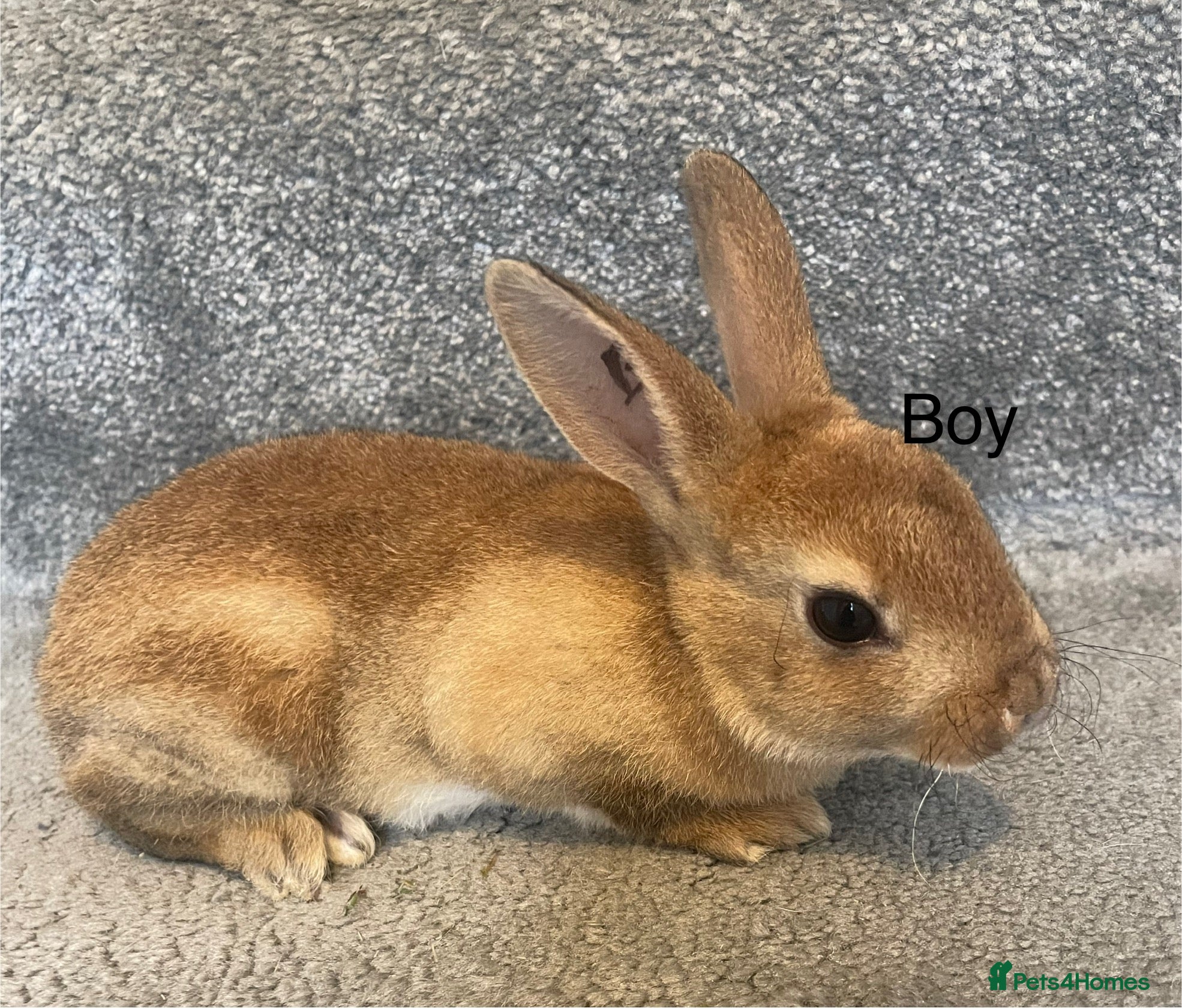 Rex rabbits 💖Pure bred mini Rex💖 - Advert 2