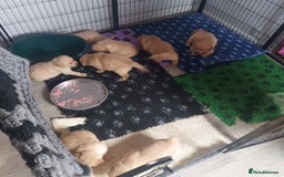 Golden Retriever dogs for sale: STUNNING Golden Retriever pups (1 BOY LEFT)  - Image 14