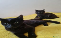Domestic Shorthair cats for sale: 2 boys with mum - Image 4