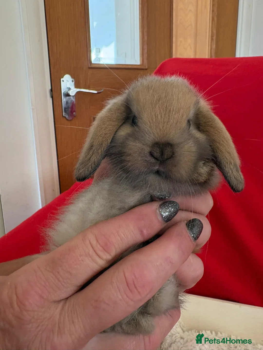 Mini Lop rabbits for sale: Gorgeous mini lops for sale  - Advert 12