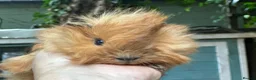 Guinea Pig rodents for sale: Pair of brothers - Advert 1