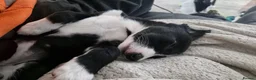 Mixed Breed dogs for sale: Collie x puppies in Redruth - Advert 5