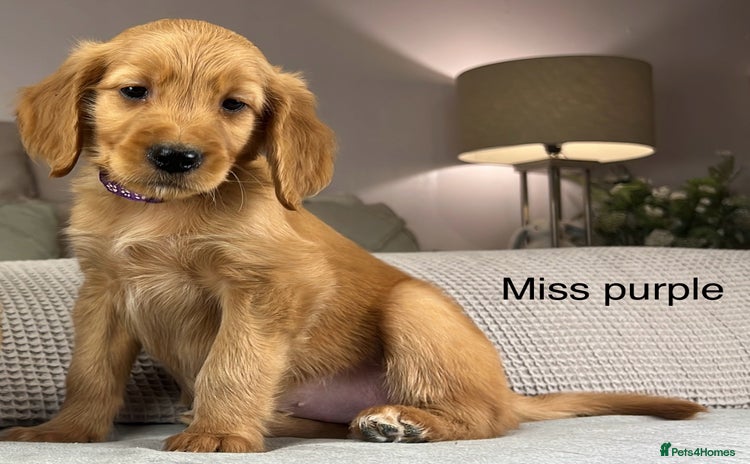 Goldendoodle dogs - Advert 14