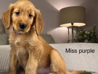 Goldendoodle dogs - Advert 27