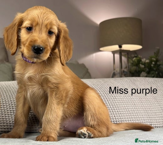 Goldendoodle dogs - Advert 12
