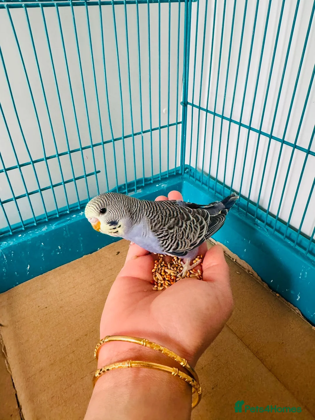 Budgerigars birds for sale: Budgie baby bird for 40 - Advert 3