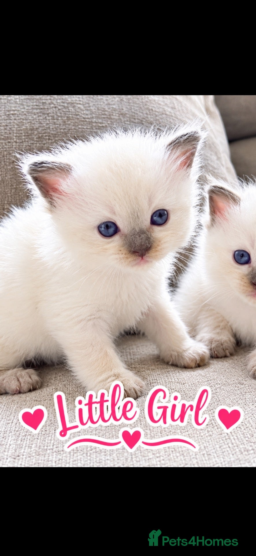 Ragdoll cats ☃️ADORABLE GCCF BABIES ☃️ - Advert 14