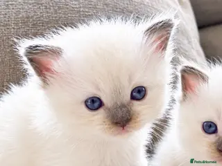 Ragdoll cats ☃️ADORABLE GCCF BABIES ☃️ - Advert 14
