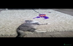 Maine Coon cats for sale: 💙Beautiful Maine Coon (GCCF reg) 💙 - Advert 11