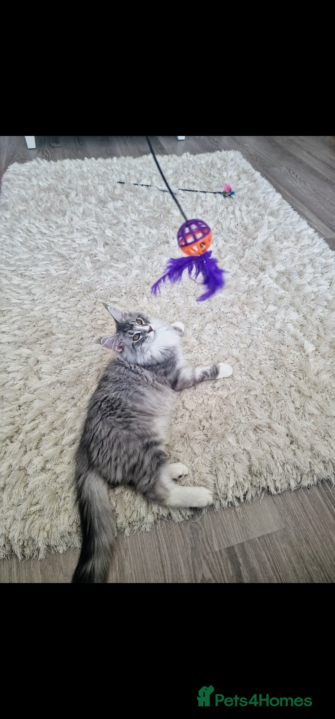 Maine Coon cats for sale: 💙Beautiful Maine Coon (GCCF reg) 💙 - Advert 11