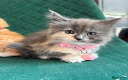 Maine Coon cats for sale: Maincoon X Ragdoll last female kitty - Image 2