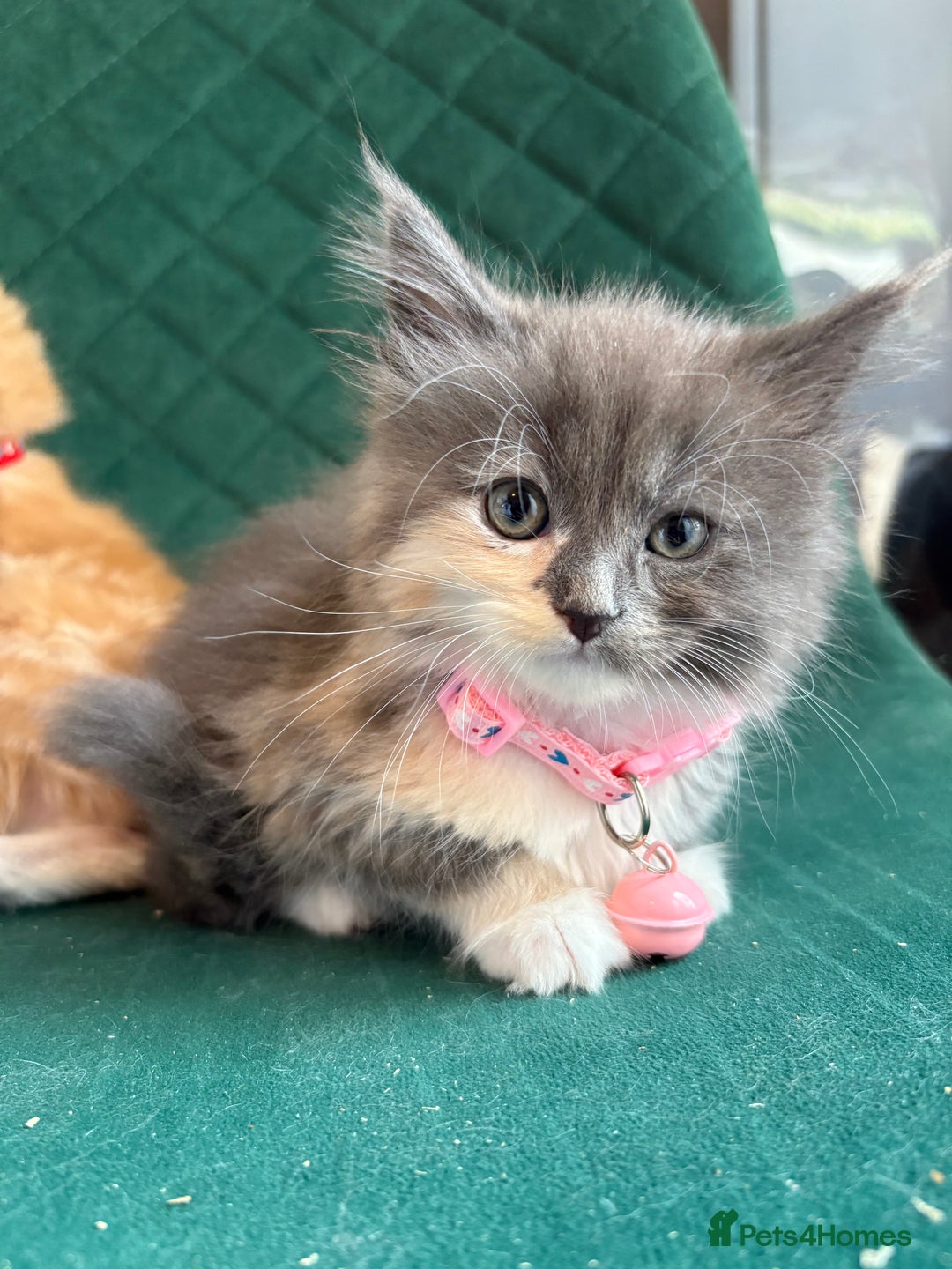 Maine Coon cats for sale: Maincoon X Ragdoll last female kitty - Image 2