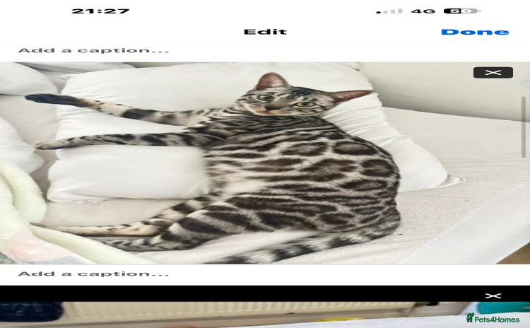 Bengal cats BENGAL QUEEN 🩶 TICA REGISTERED  - Advert 1