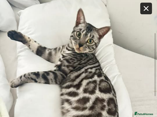 Bengal cats BENGAL QUEEN 🩶 TICA REGISTERED - Advert 11