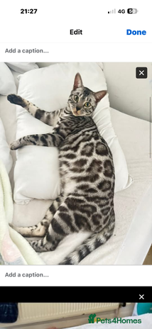 Bengal cats BENGAL QUEEN 🩶 TICA REGISTERED - Advert 1