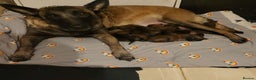 Belgian Shepherd Dog dogs for sale: Belgian malinois puppies 5 weeks - Advert 8