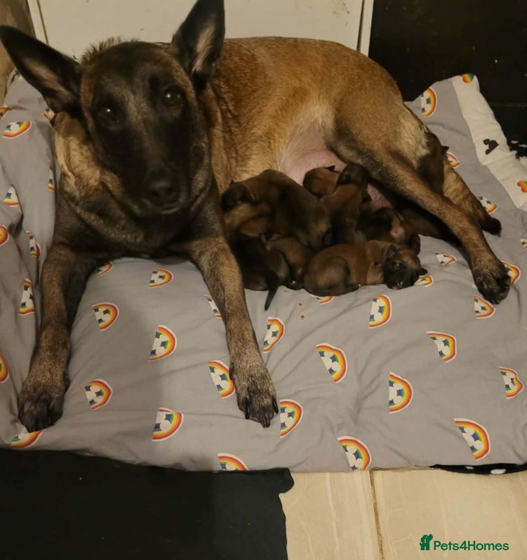 Belgian Shepherd Dog dogs for sale: Belgian malinois puppies 5 weeks - Advert 8