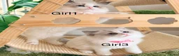Ragdoll cats for sale: Stunning  European bloodline Ragdoll kittens  - Advert 12