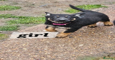 German Shepherd dogs Working line germanshepherds  - Advert 4