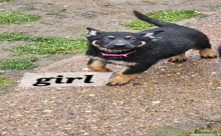 German Shepherd dogs Working line germanshepherds  - Advert 7