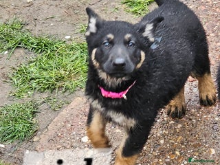 German Shepherd dogs Working line germanshepherds - Advert 6