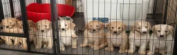 Goldendoodle dogs for sale: Beautiful golden doodle puppies for sale  - Advert 29