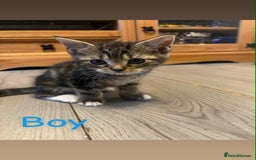 Domestic Shorthair cats for sale: Kittens for sale mother is half maine coon - Image 6