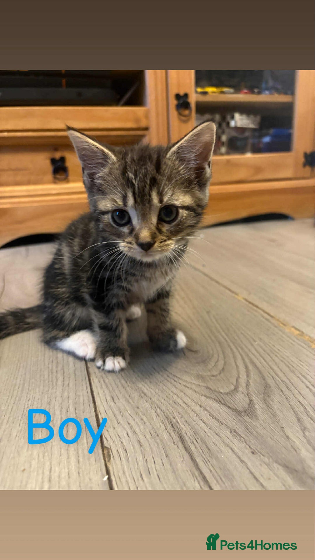 Domestic Shorthair cats for sale: Kittens for sale mother is half maine coon - Image 6
