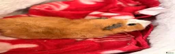 Guinea Pig rodents for sale: BEAUTIFUL BABY GUINEA PIGS, BOYS AND GIRLS - Advert 4