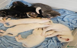 Mixed Breed cats for sale: Kittens Available to Reserve - Image 34
