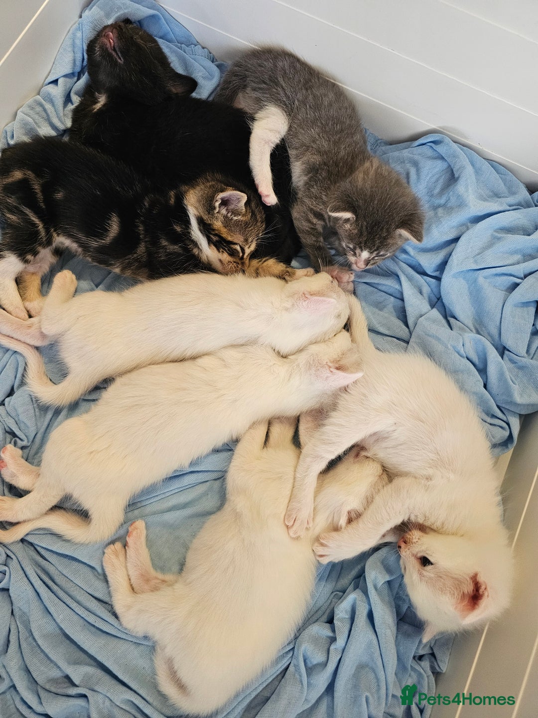 Mixed Breed cats for sale: Kittens Available to Reserve - Image 34