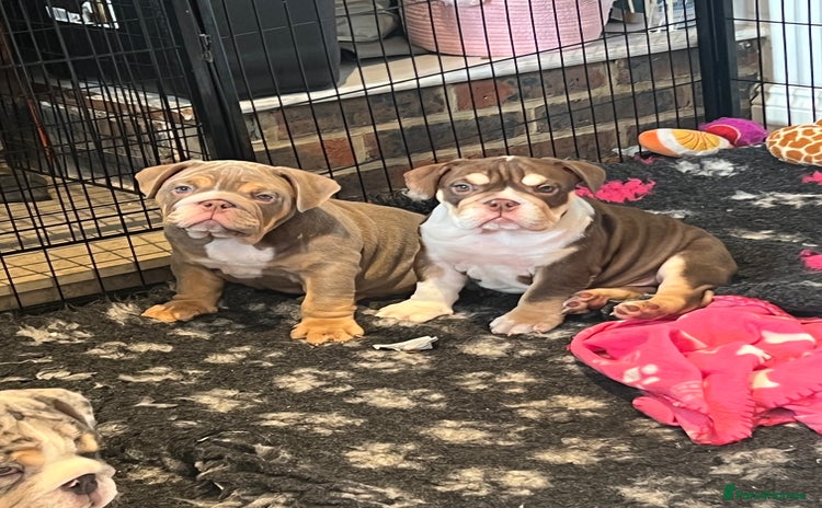 English Bulldog dogs - Advert 3