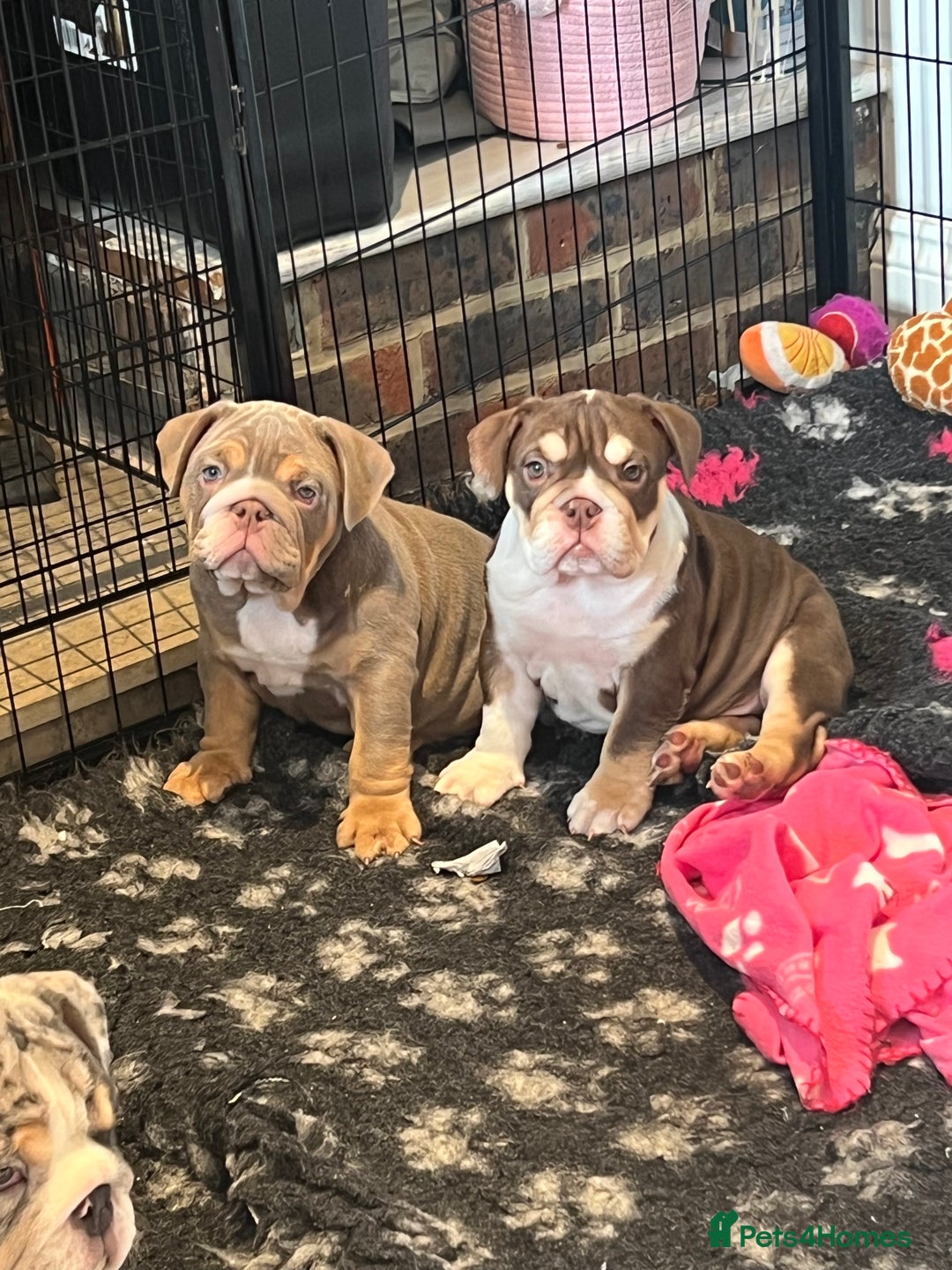 English Bulldog dogs for sale: One Beautiful Cuddly Girl Left 🏠💗 - Image 1