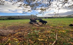 Border Terrier dogs for sale: 🐾 fantastic Border Terrier  - Image 9