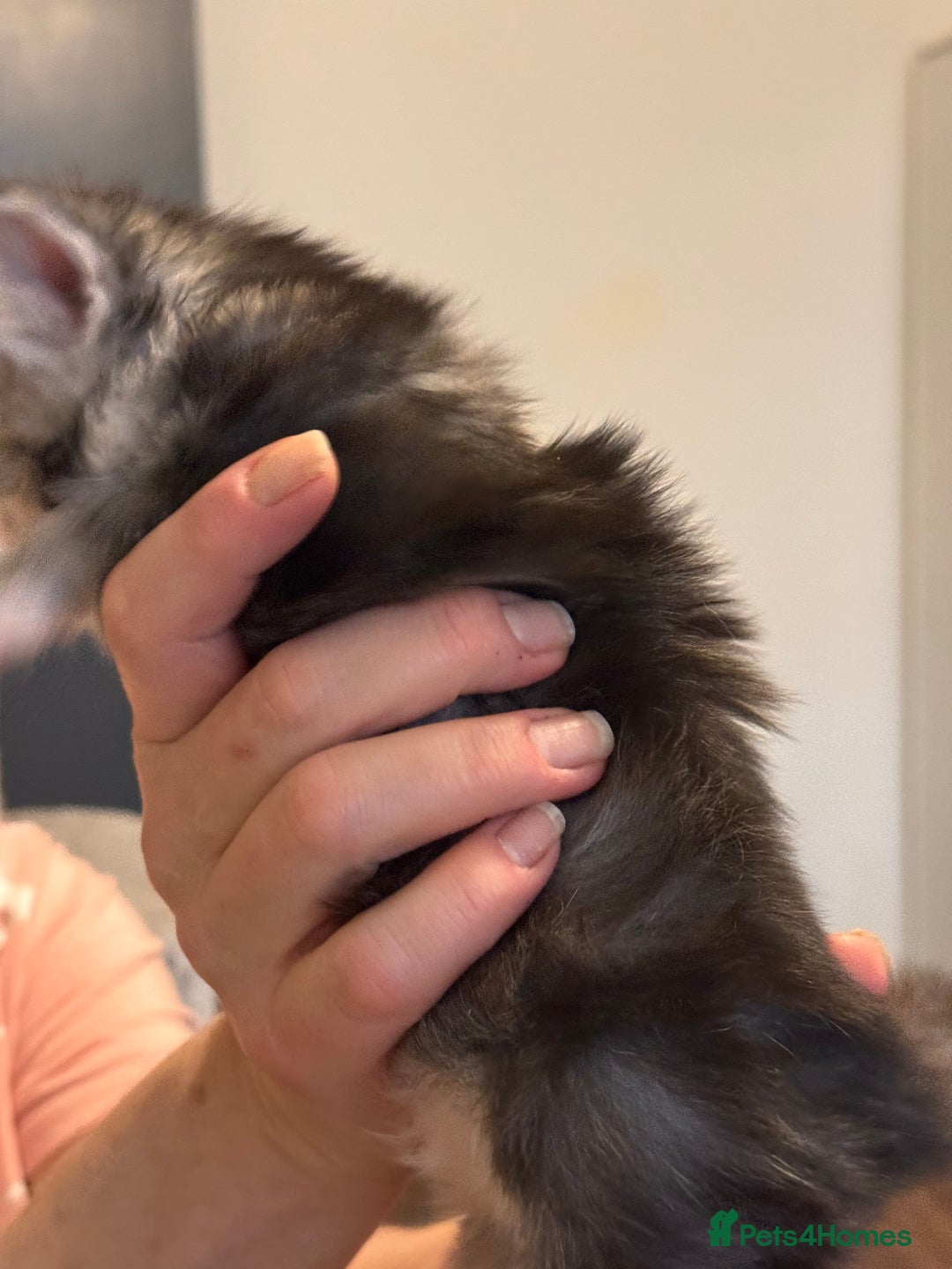 Maine Coon cats for sale: Gorgeous Shaded Line Maine Coon Kittens - Advert 13