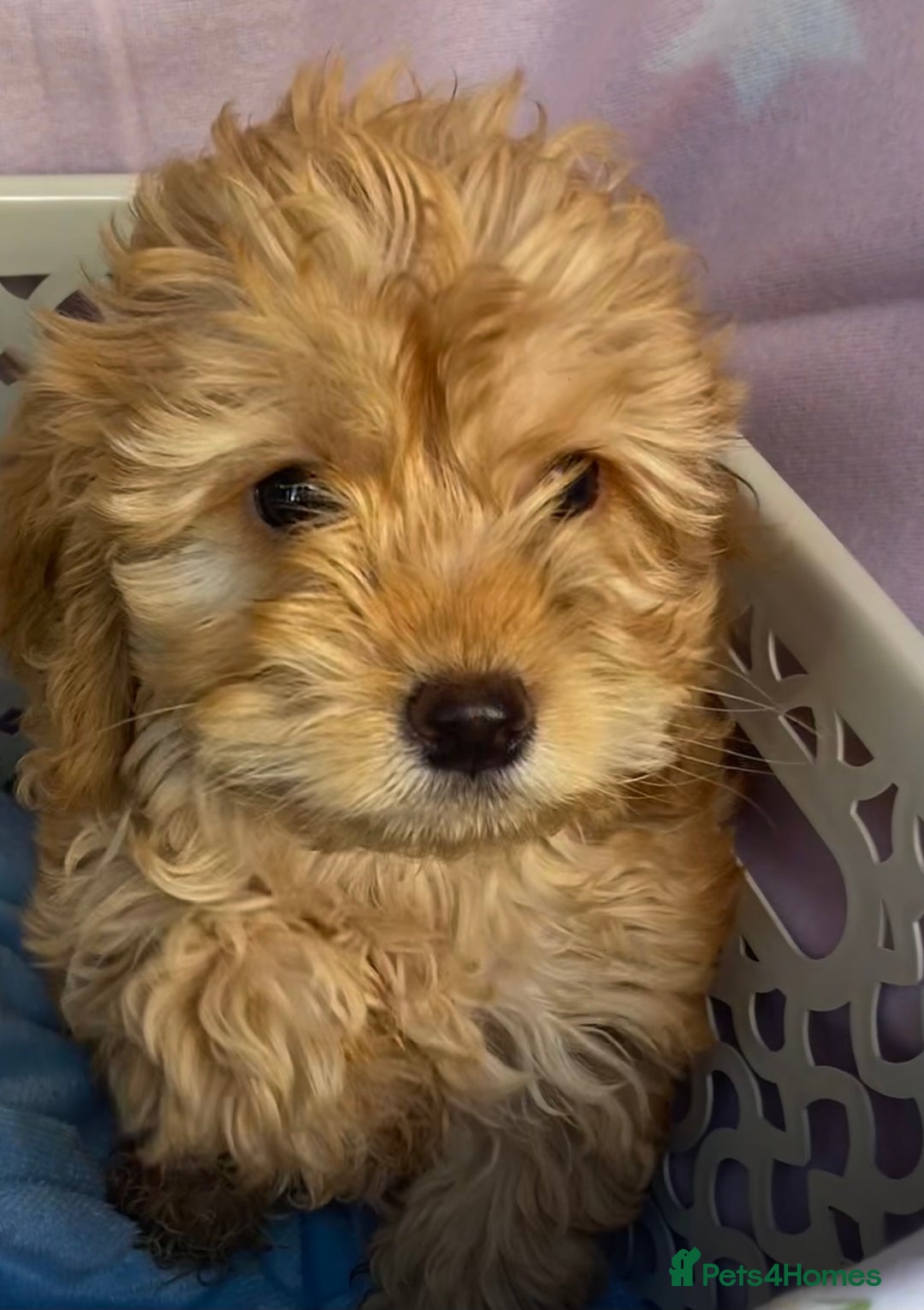 Cockapoo dogs for sale: CockerPoo  - Image 2