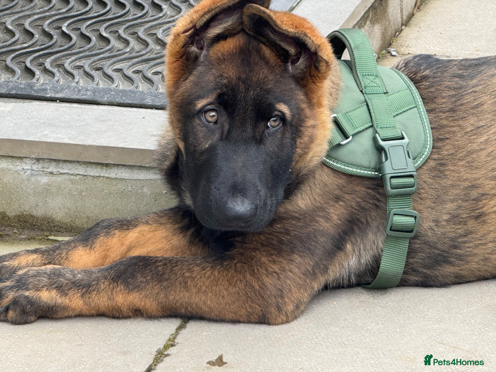 German Shepherd dogs KC Registered German Shepherd PuppiesChampion Line - Advert 2