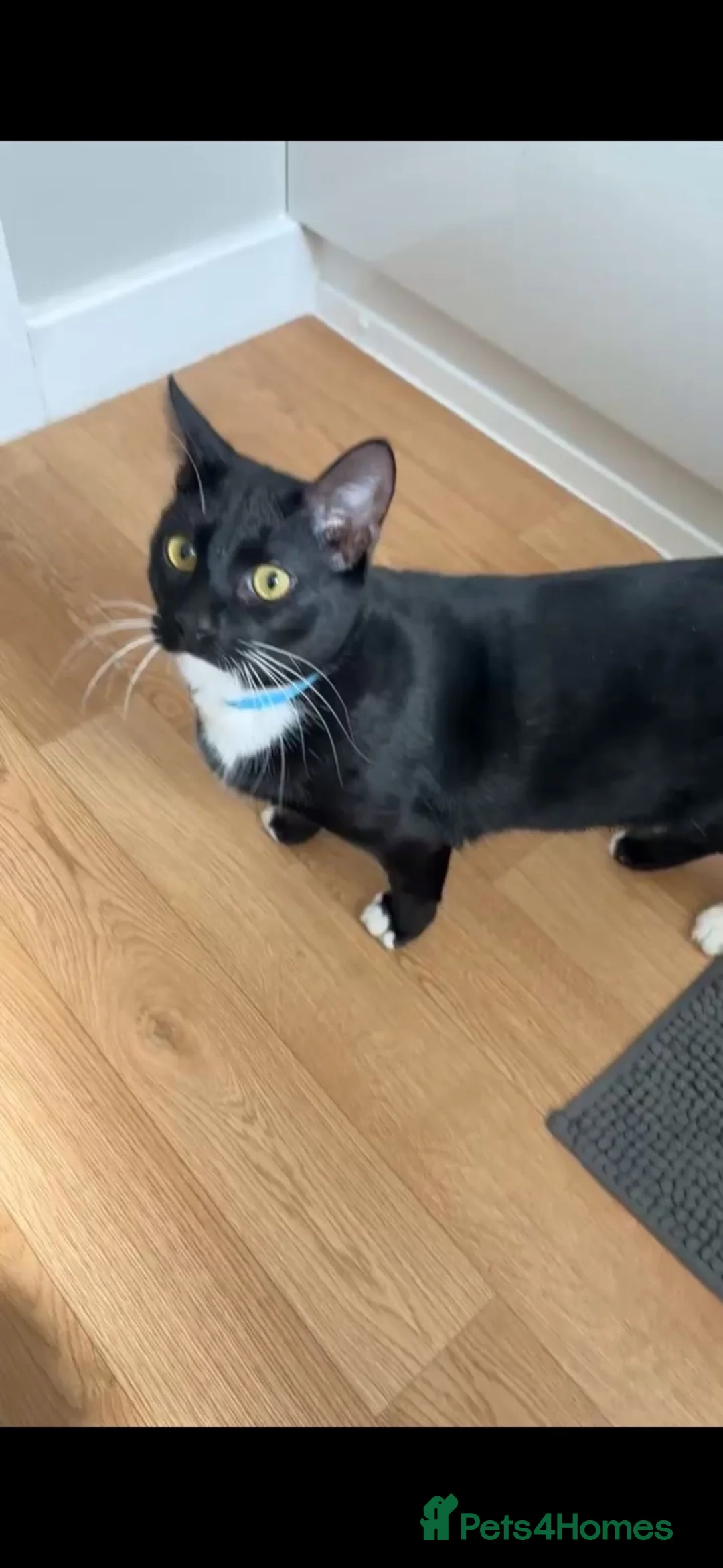 Mixed Breed cats for sale: Tuxedo boy cats Rjayy & Tinyy in Dunmow - Advert 3