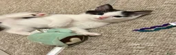 Mixed Breed cats for sale: Kittens  - Advert 14