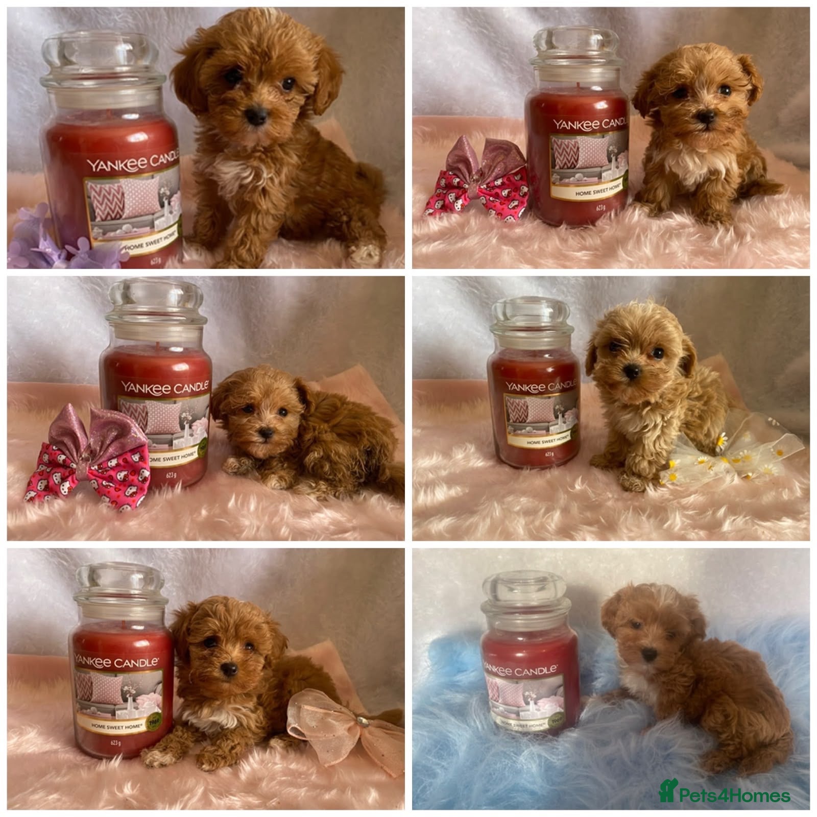 Maltipoo dogs Extensively DNA tested Asian maltipoo puppies  - Advert 14