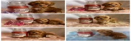 Maltipoo dogs for sale: Extensively DNA tested Asian maltipoo puppies  - Advert 1