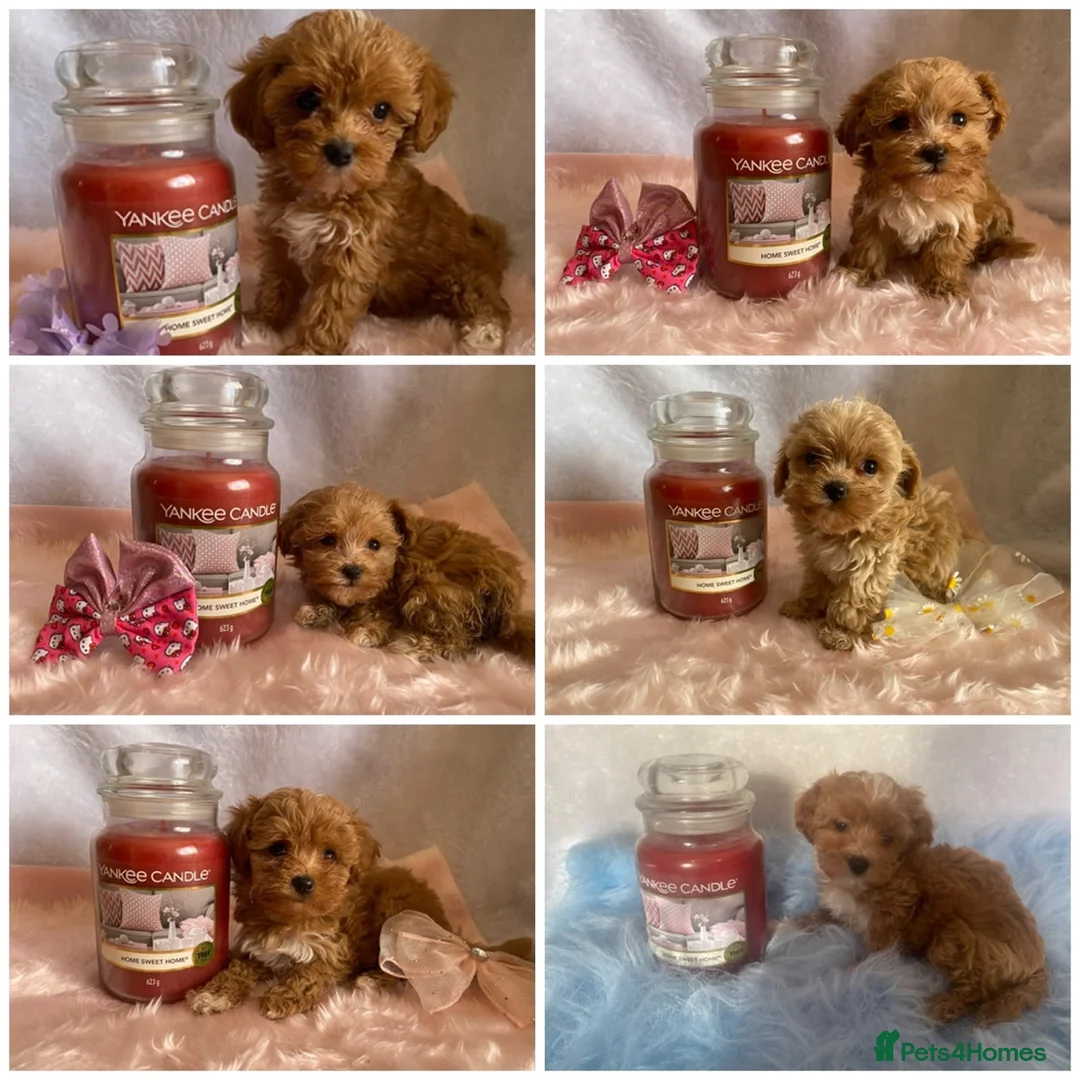 Maltipoo dogs for sale: Extensively DNA tested Asian maltipoo puppies  - Advert 1